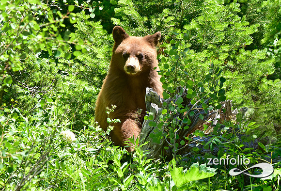 cinamon bear (2)