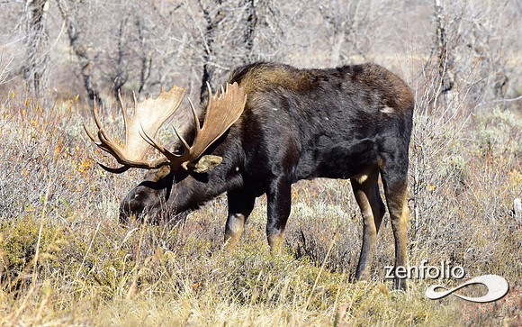 teton national park moose (212)