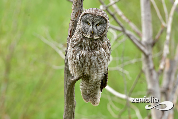 great grey owl (9)