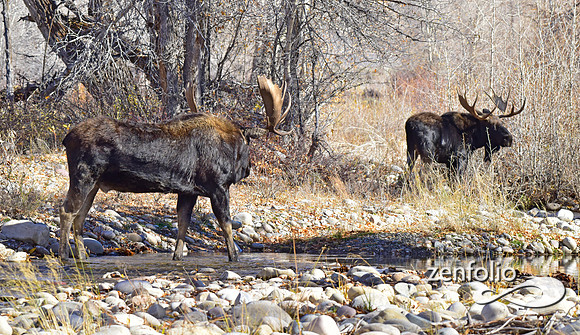 teton national park moose (353)
