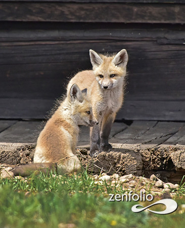 mother fox with her 6 kits (30)