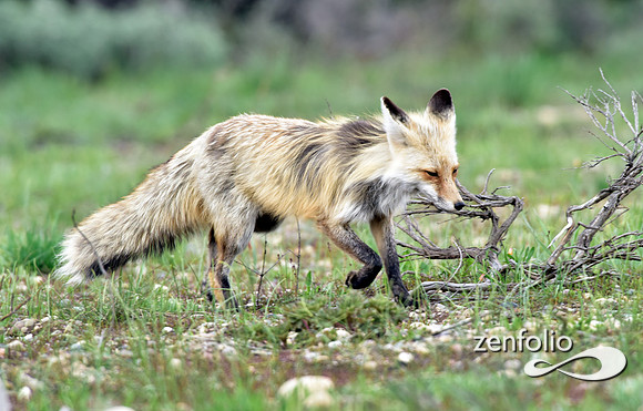 mother fox with her 6 kits (38)