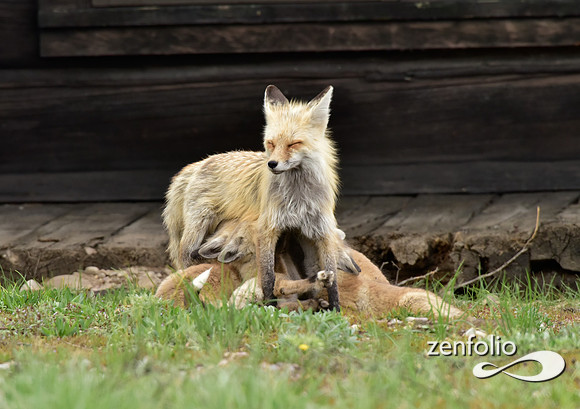 mother fox with her 6 kits (14)