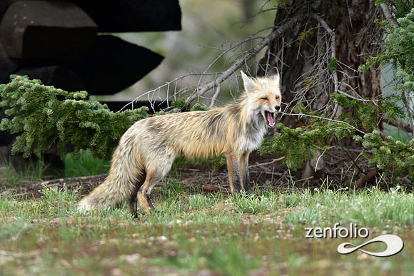 mother fox with her 6 kits (37)