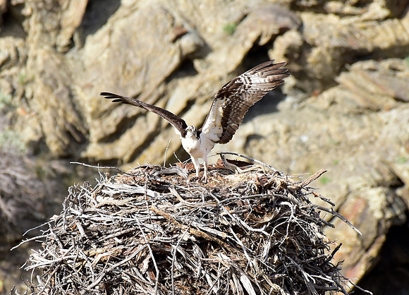osprey nest (6)