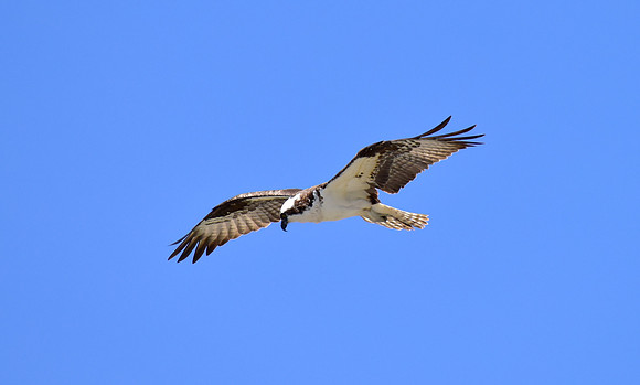 osprey in flight (5)