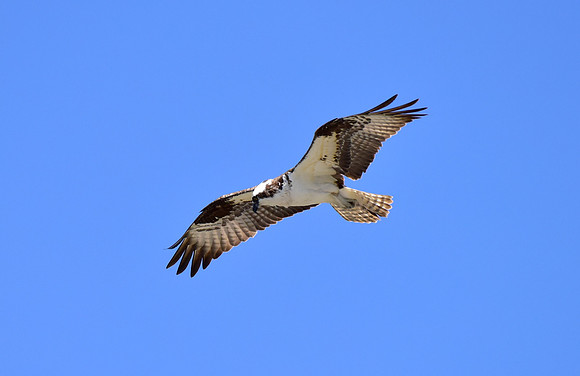 osprey in flight (4)