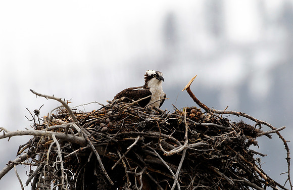 osprey nesting,2012.