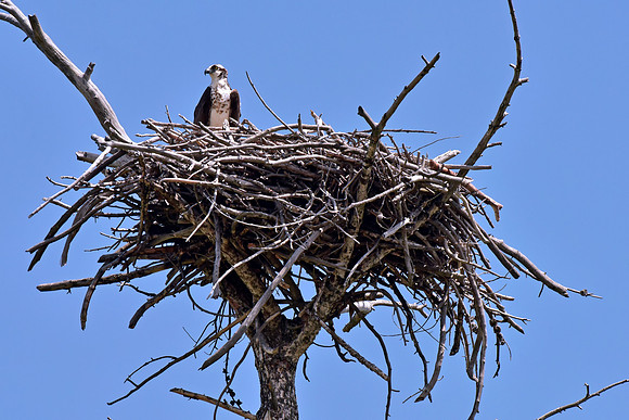 osprey nest (2)