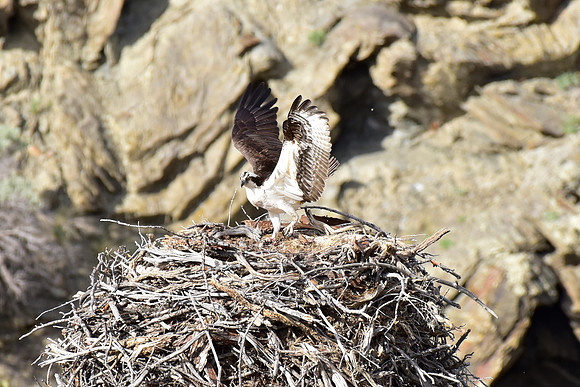 osprey nest (5)