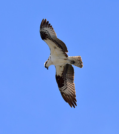 osprey in flight (1)