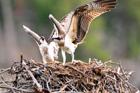 ospreys