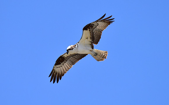osprey in flight (3)