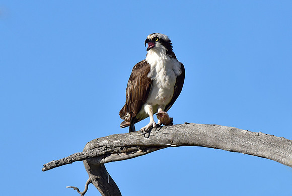 osprey eating a trout (3)