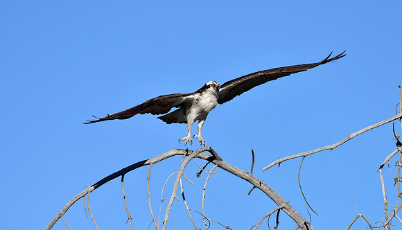 osprey (3)