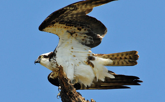 osprey
