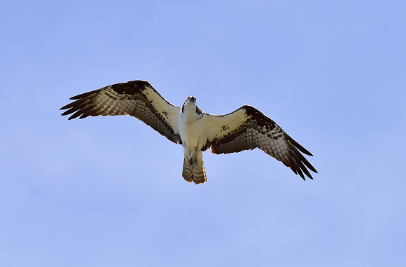 osprey in flight (6)