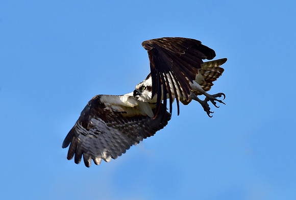 osprey taking flight. (7)