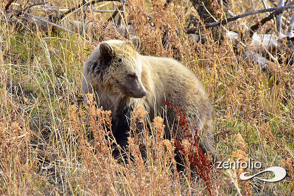 grizzly bears (35)