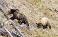 grizzly bears (1)