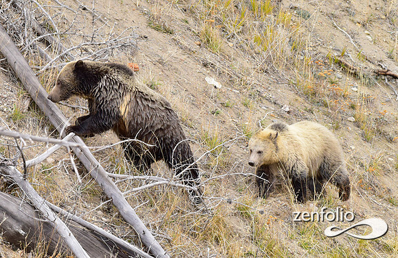grizzly bears (1)