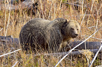 grizzly bears (16)