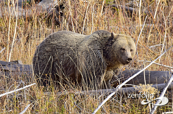 grizzly bears (16)