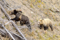 grizzly bears (63)