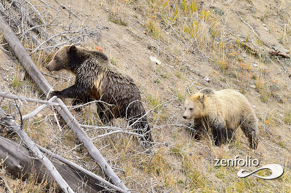 grizzly bears (63)