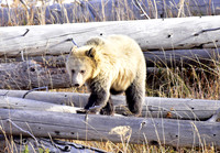 grizzly bears (12)
