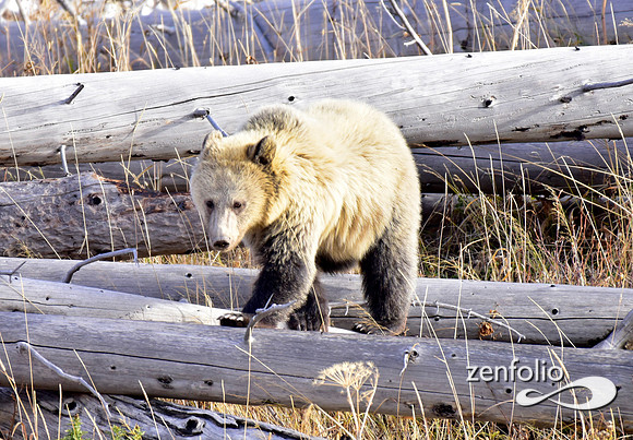 grizzly bears (12)