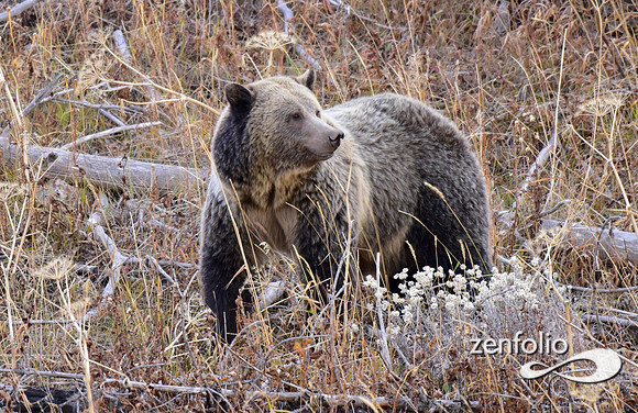 grizzly bears (60)