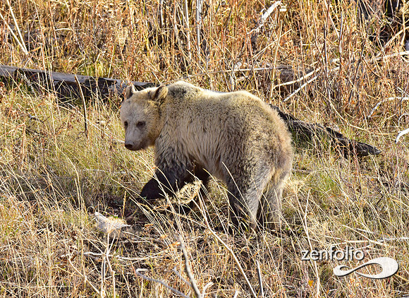 grizzly bears (25)