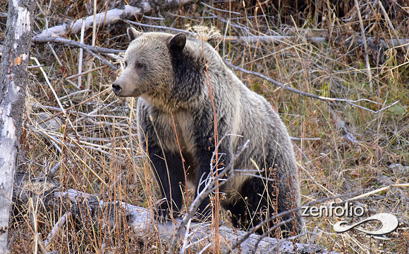 grizzly bears (56)