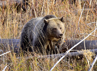 grizzly bears (19)