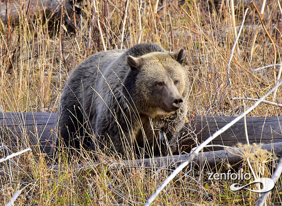 grizzly bears (19)