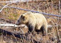 grizzly bears (15)
