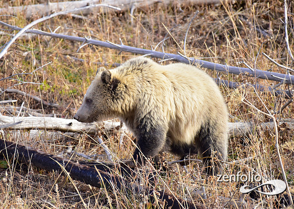 grizzly bears (15)