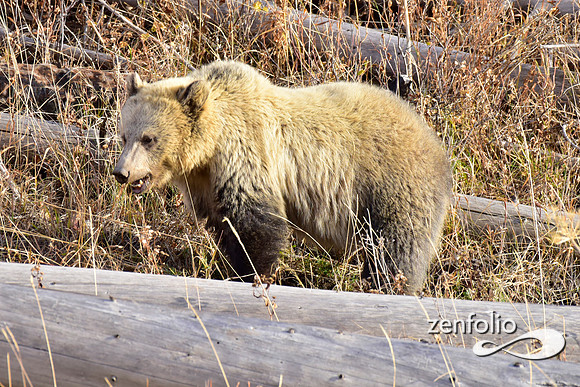 grizzly bears (30)