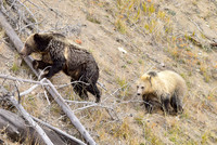 grizzly bears (2)
