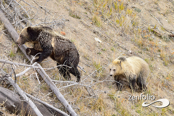 grizzly bears (2)