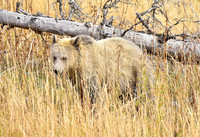 grizzly bears (6)