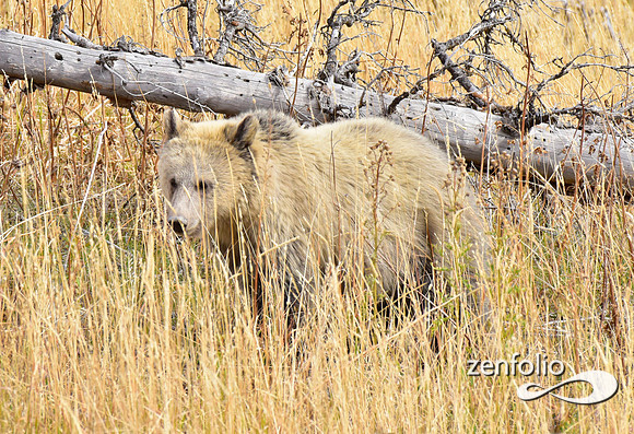 grizzly bears (6)