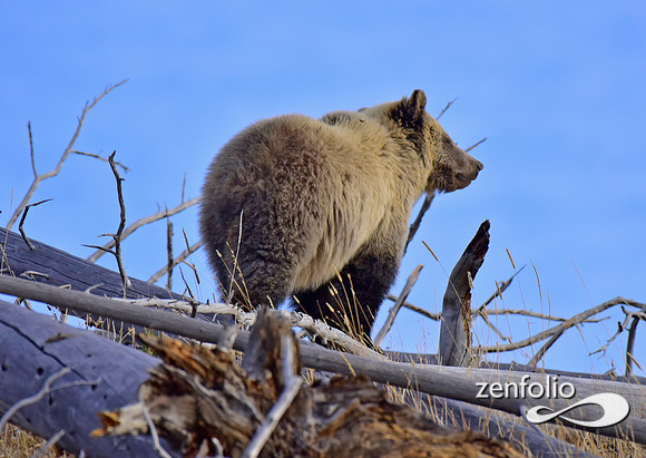 grizzly bears (47)