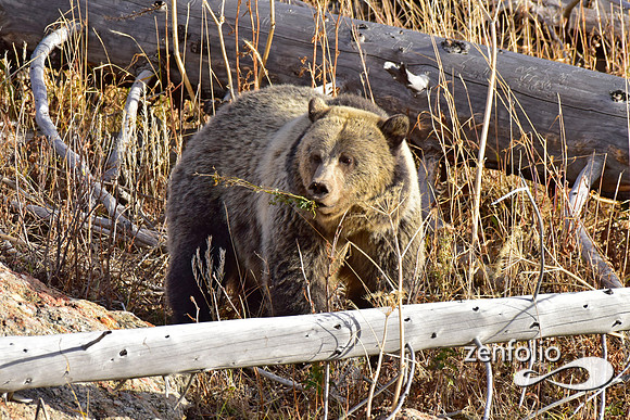 grizzly bears (20)