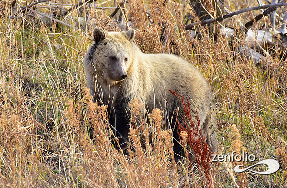 grizzly bears (39)