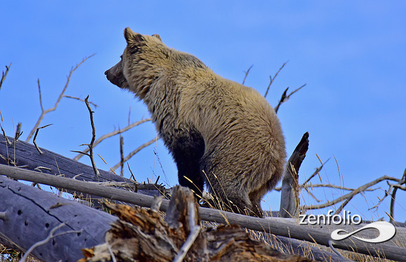 grizzly bears (46)