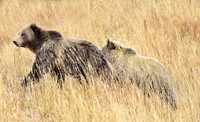 grizzly bears (7)