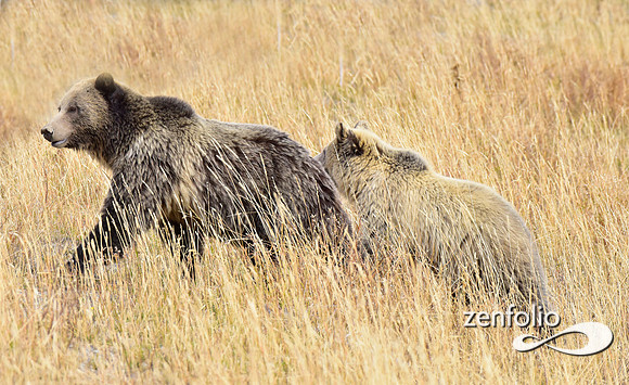 grizzly bears (7)