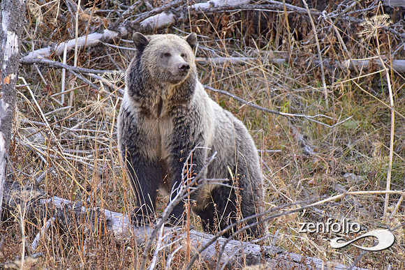 grizzly bears (54)